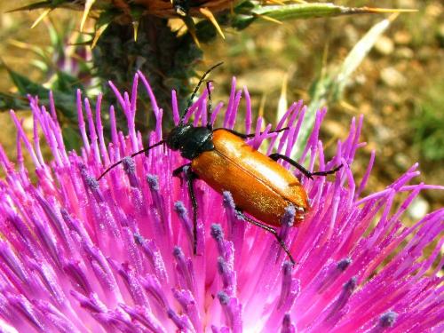 Réf. 98 425 : Euzonitis quadrimaculata