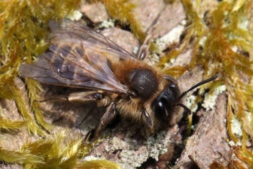 Andrena sp.