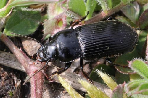 Anisodactylus signatus