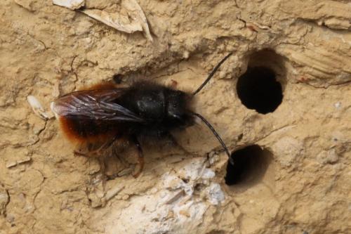 Osmia cornuta