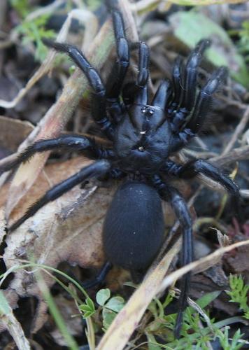 Macrothele calpeiana