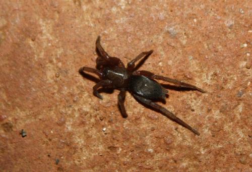 Scotophaeus sp.