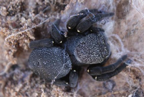 Eresus albopictus