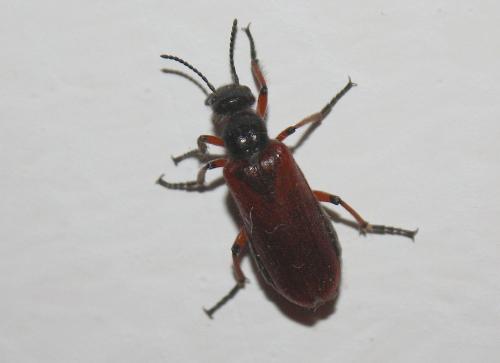 Lyttolydulus sp.