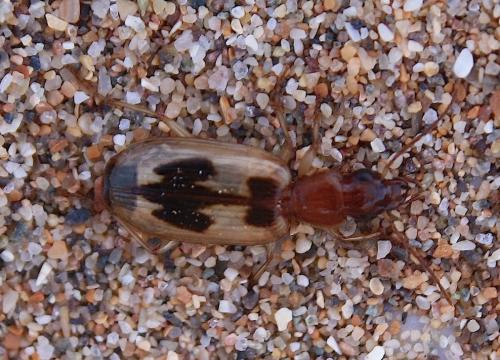 Cymindis discophora