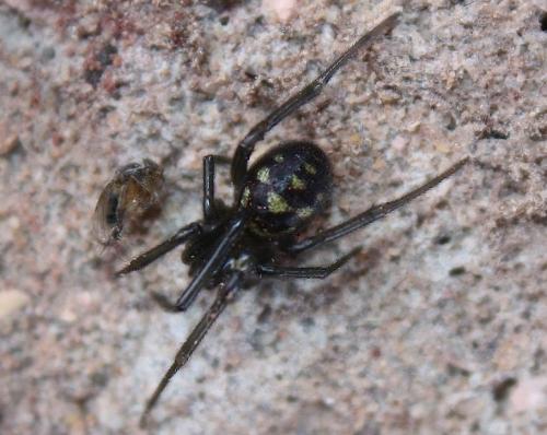 Steatoda grossa