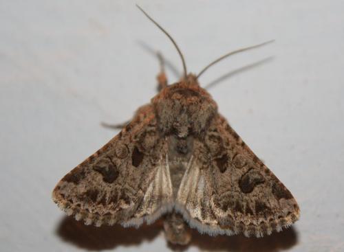 Anarta sodae