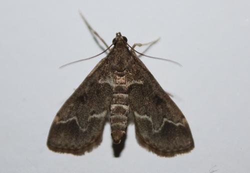 Réf. 98 909 : Duponchelia fovealis