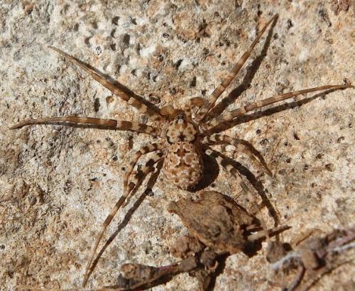 Hersiliola sp.