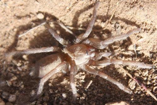 Réf. 98 571 : Ischnocolus sp.