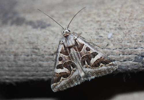Réf. 98 728 : Cerocala scapulosa