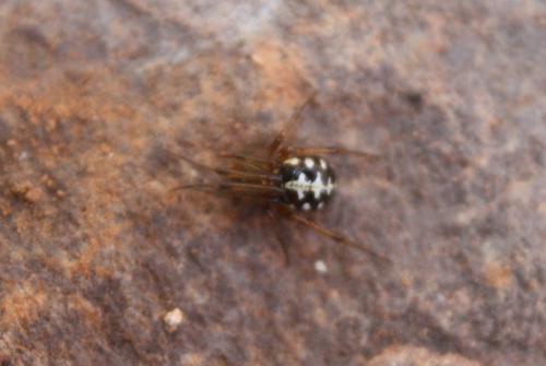 Steatoda sp.