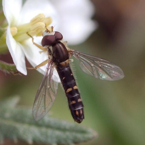 Sphaerophoria rueppelli