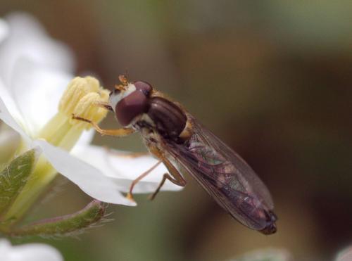 Sphaerophoria rueppelli