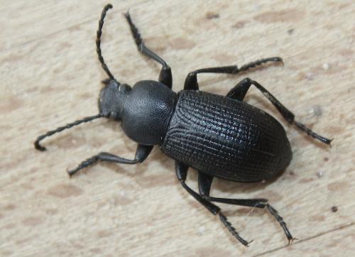 Euboeus anthracinus