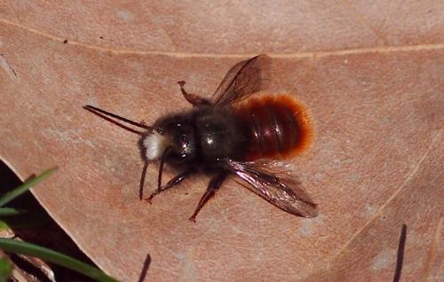 Osmia cornuta