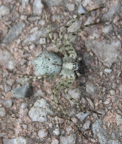 Philodromus sp.