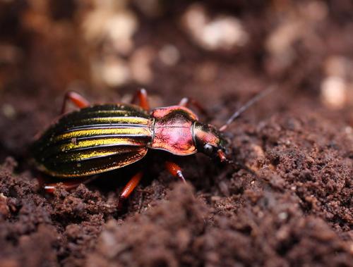 Réf. 98 665 : Carabus auronitens auronitens