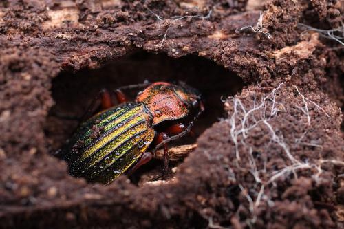 Carabus auronitens auronitens