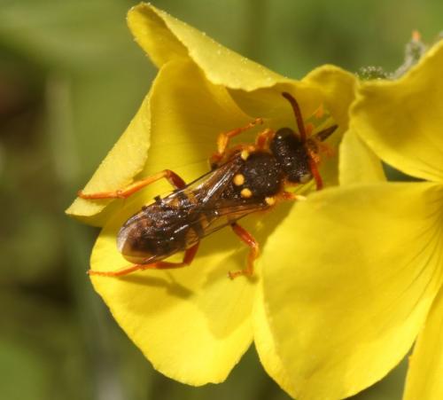 Nomada sexfasciata