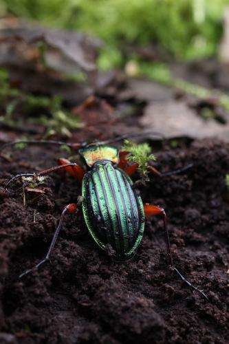 Carabus auronitens auronitens