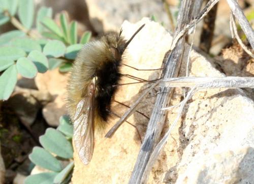 Réf. 98 015 : Bombylius trichurus