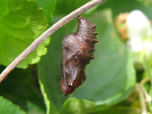 Réf. 98 038 : Boloria dia