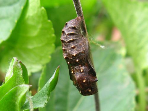 Boloria dia