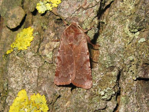 Cerastis rubricosa