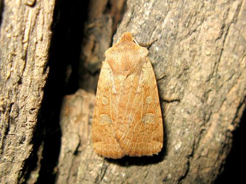 Réf. 98 119 : Conistra erythrocephala