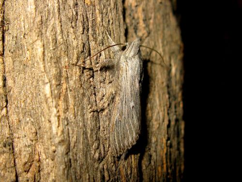 Cucullia chamomillae