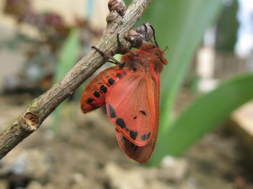 Phragmatobia fuliginosa