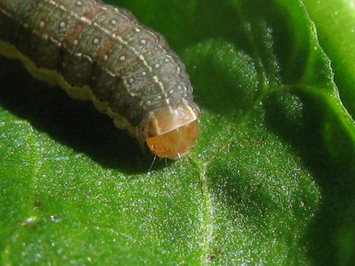 Conistra vaccinii