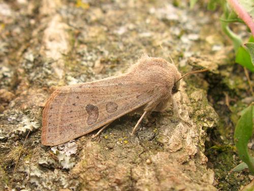 Réf. 98 391 : Orthosia gracilis