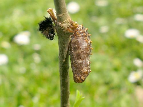Réf. 98 458 : Melitaea phoebe