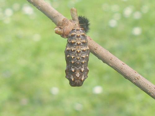Melitaea phoebe