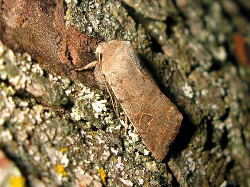 Réf. 98 606 : Orthosia populeti