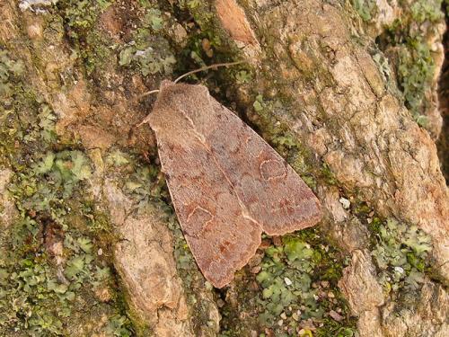 Réf. 98 656 : Orthosia populeti