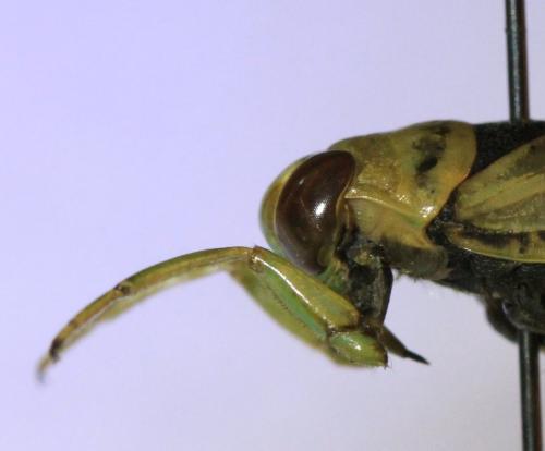 Réf. 98 278 : Notonecta viridis