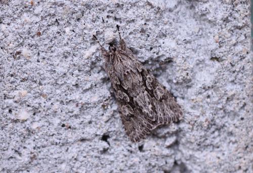 Xylocampa areola