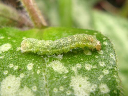 Réf. 98 974 : Atypha pulmonaris