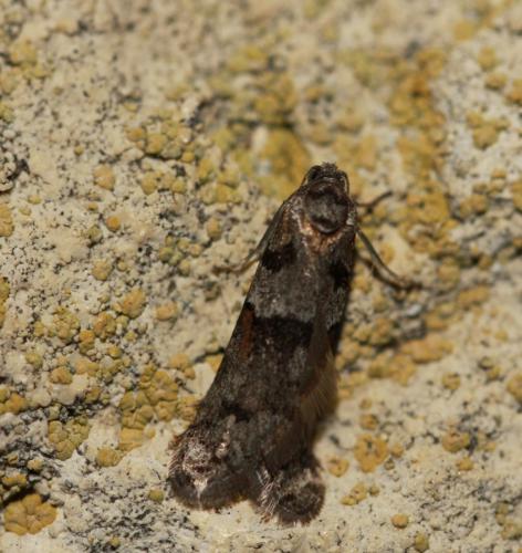 Réf. 98 648 : Tortricodes alternella