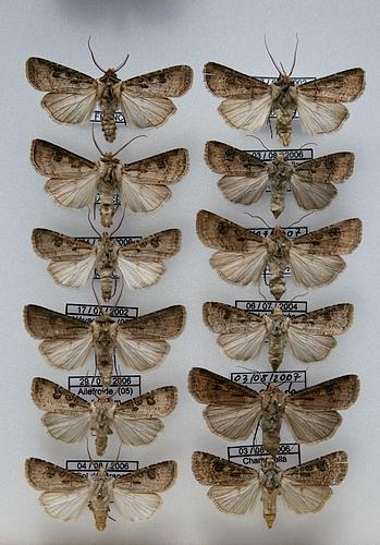 Agrotis clavis
