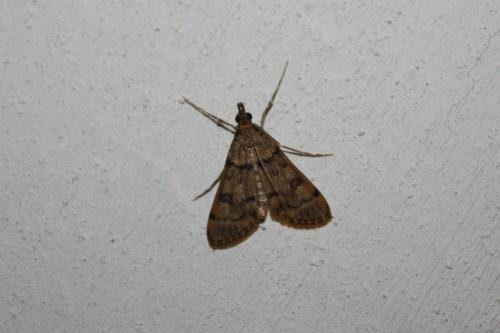 Réf. 98 912 : Dolicharthria sp.