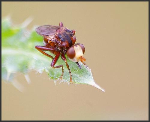 Sicus ferrugineus