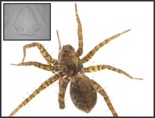 Pardosa sp.