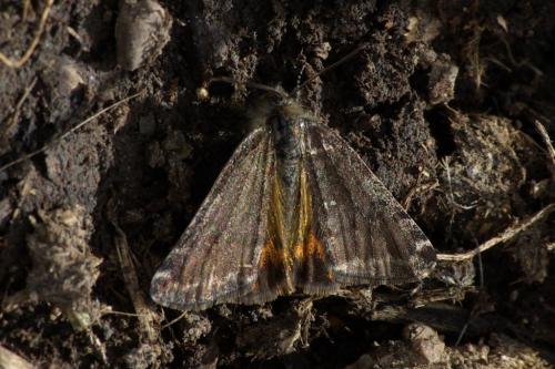 Boudinotiana notha