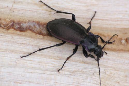 Carabus nemoralis