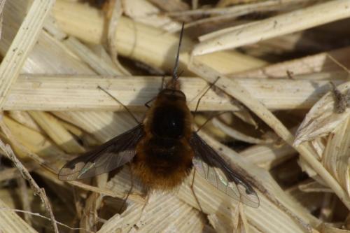 Bombylius major