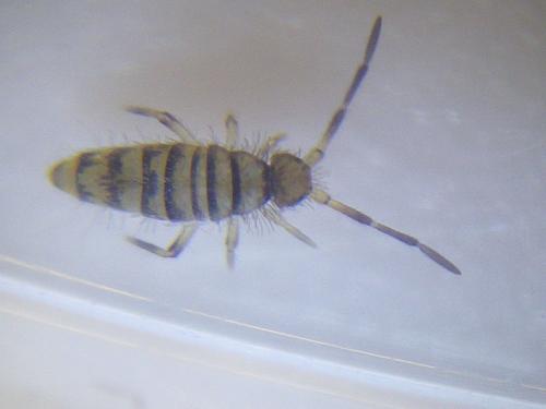 Entomobrya sp.